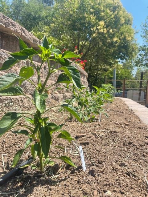 Closeup of pepper plant at Sanctuary Villas garden